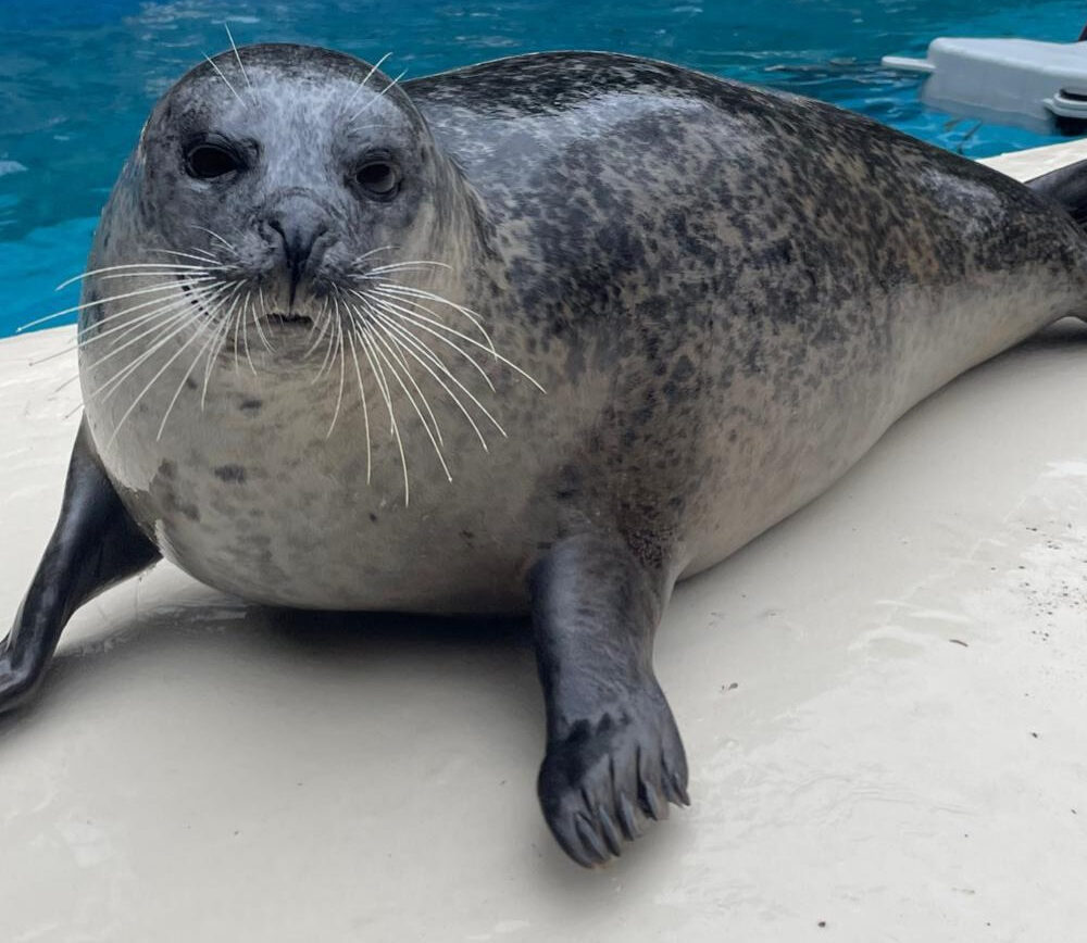 Seal Pool £5 Donation