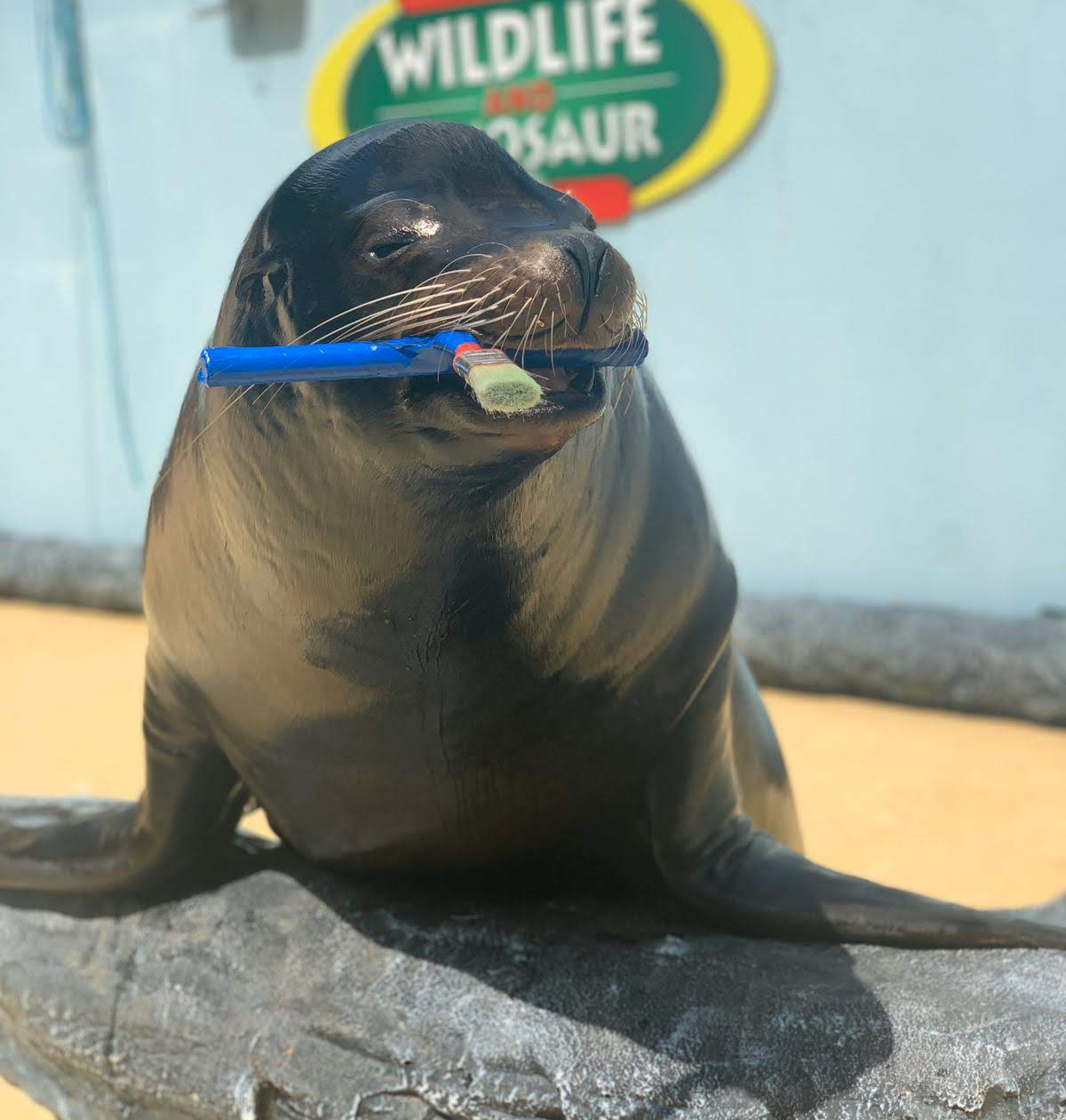 photo of Morton our California sea lion, holding a paint brush in his mouth.
