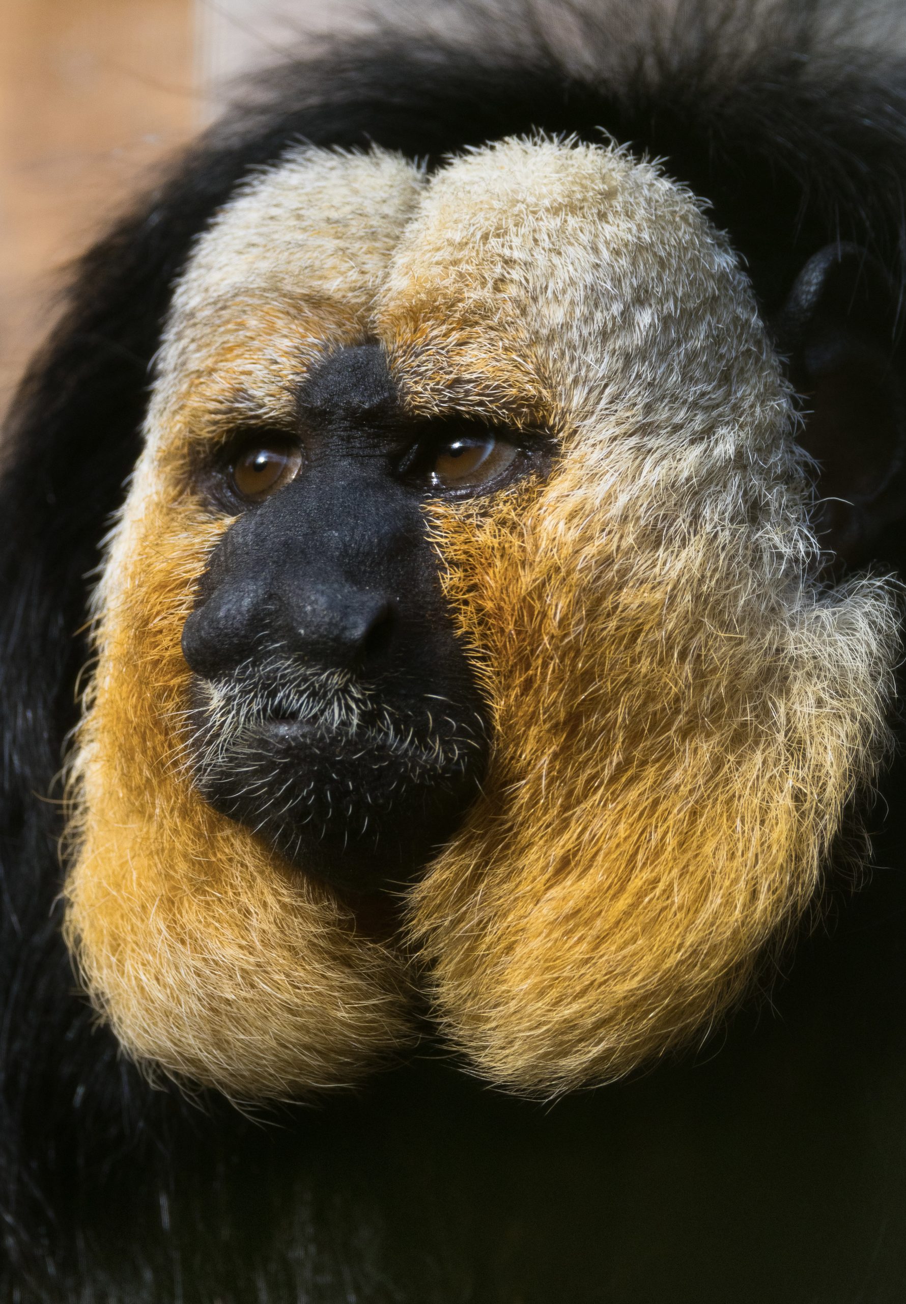 Male Saki