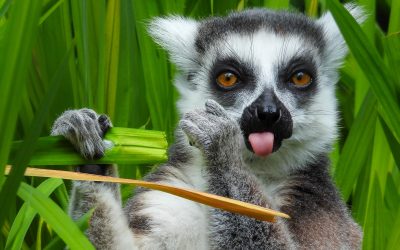 Blog 2 – Getting Involved….from lipstick to lemurs!