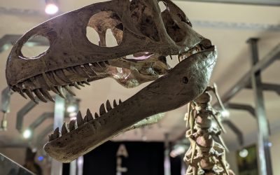 Blog 3 – The Rise and Fall of Meghan the Allosaurus!