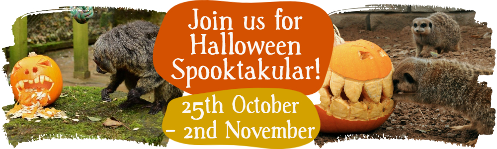 halloween promo 2025